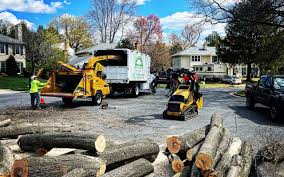 Best Stump Grinding and Removal  in Gypsum, CO