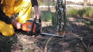 Best Tree Trimming and Pruning  in Gypsum, CO