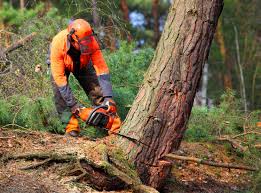 Best Tree Mulching  in Gypsum, CO