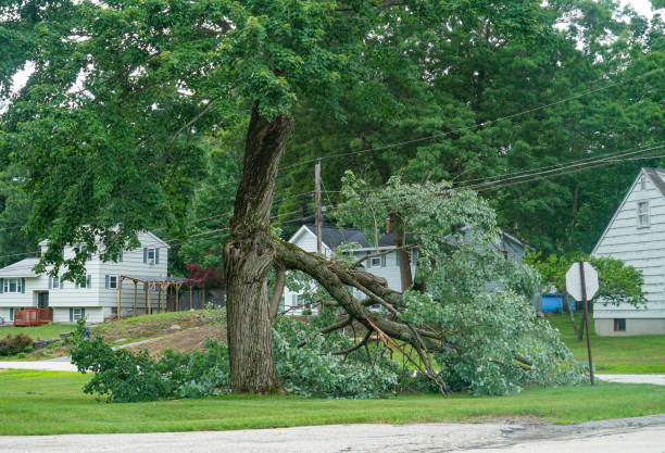 Tree and Shrub Care in Gypsum, CO