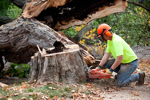 Best Palm Tree Trimming  in Gypsum, CO