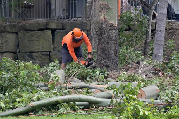 Best Arborist Consultation Services  in Gypsum, CO