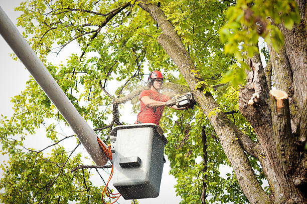 Best Commercial Tree Services  in Gypsum, CO