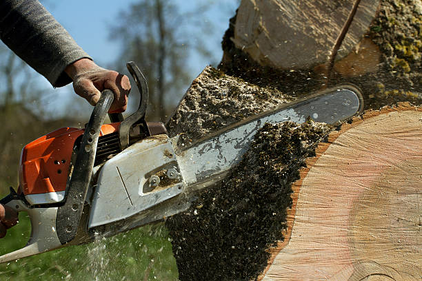 Best Lawn Dethatching  in Gypsum, CO